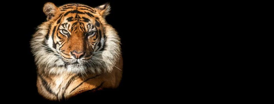 Template of Tiger with a black background Stock Photos