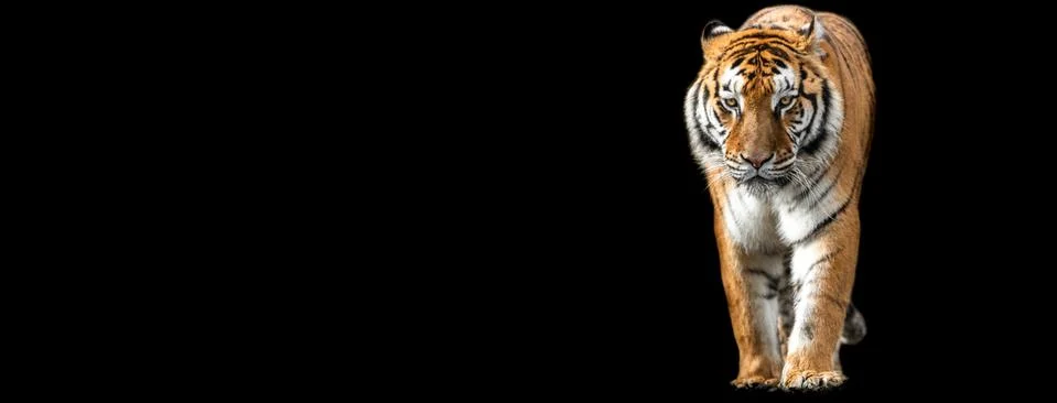 Template of Tiger with a black background Stock Photos