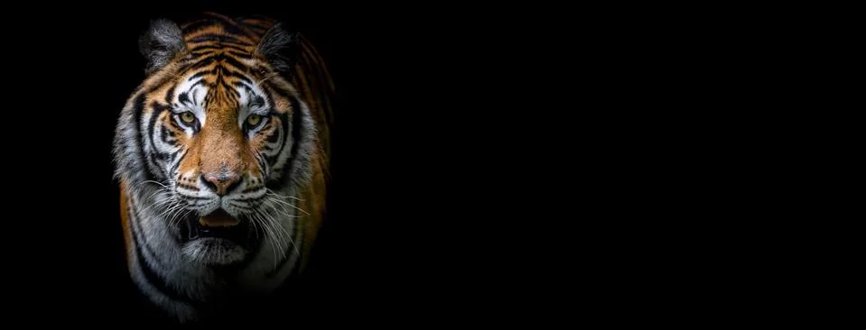 Template of a tiger with a black background Foto stock