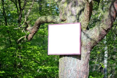 Template on a tree in the forest. Background with copyspace Stock Photos