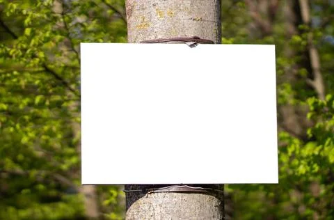Template on a tree in the forest with mockup. Background with copyspace Stock Photos