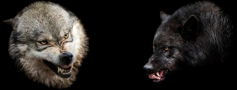 Template of wolfs with a black background Stock Photos