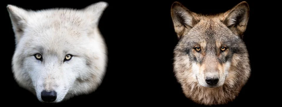 Template of wolfs with a black background Stock Photos