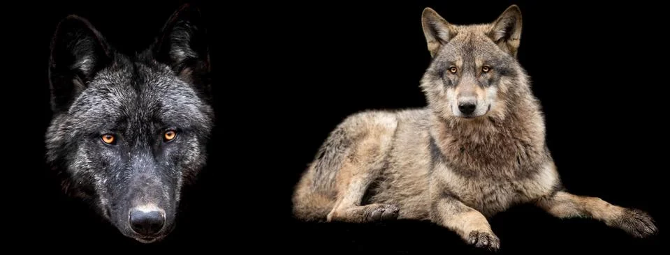 Template of wolfs with a black background Stock Photos