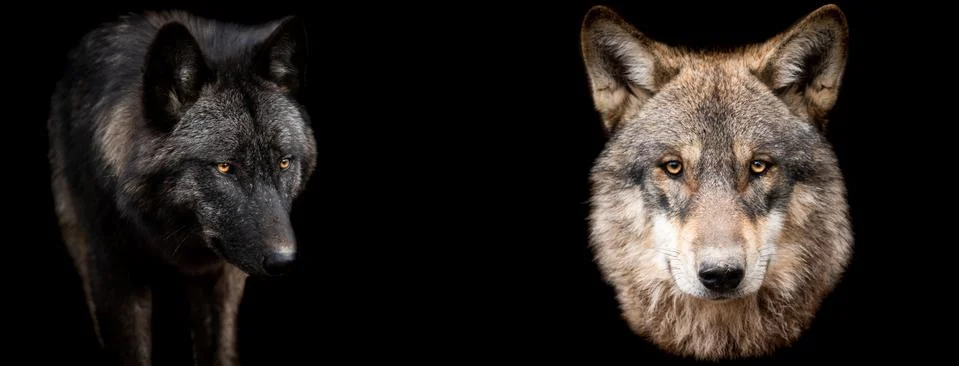 Template of wolfs with a black background Stock Photos