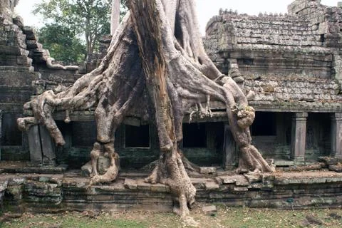 Temple and big tree Stock Photos