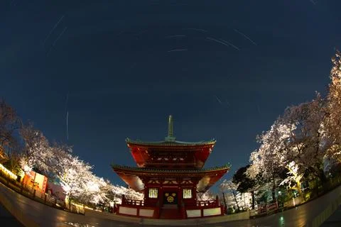 Temple and going to see cherry blossoms at night and stars Stock Photos