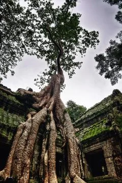 Temple in Ankor Wat Stock Photos