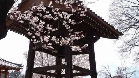 Temple Bell and Cherry Blossoms Swaying in the Wind Stock Footage 88606567