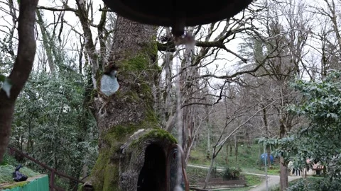 Temple bell with rope in forest calm spiritual moment Stock Footage 331200863