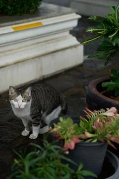 A temple cat resting in the courtyard of Wat Pho temple in Bangkok, Thailand, 31 Stock Photos