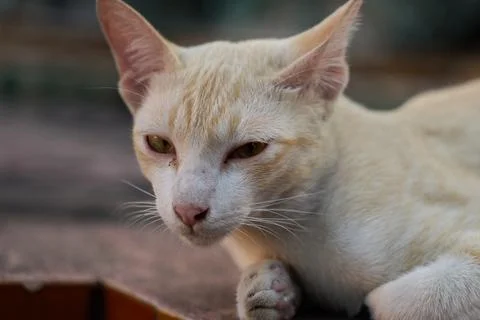 Temple cat in Wat Pho Buddhist complex, Thailand, 31 January, 2025 Stock Photos