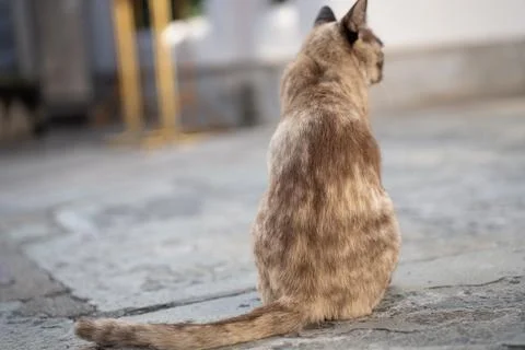 Temple cat in Wat Pho Buddhist complex, Thailand, 31 January, 2025 Stock Photos