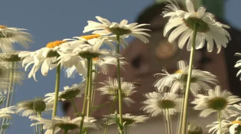 Temple chamomile Stock Footage 12049121
