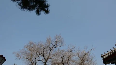 Temple of Confucius Stockbeeldmateriaal 85201352