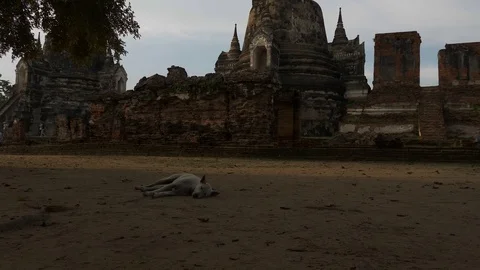 Temple dog Stock Footage 81179694