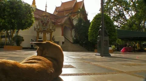Temple Dogs Stock Footage 11236227