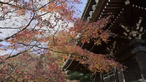 Temple Eaves and Red Maple Branches at Ryoanji in Kyoto Stock Footage 348618049