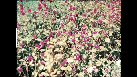 Temple Facade with Carvings Stock Footage 277976304