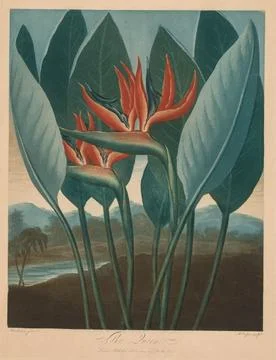 The Temple of the Flora: The Queen. R. Cooper (British), Robert John Thornt.. Stock Illustration