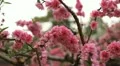 Temple of Heaven in Beijing, China, Japanese Cherry Tree Blossom, Tiantan Park HD Footage