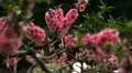 Temple of Heaven in Beijing, Japanese Cherry Tree Blossom, Tiantan Park, China HD Footage