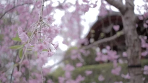 Temple - Japan Stock Footage 149705494