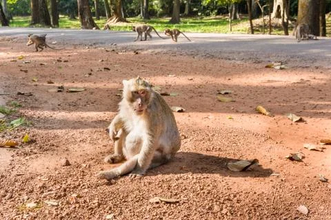 Temple monkey in angkor wat Stock Photos