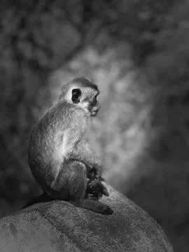 Temple Monkey portrait, iPhone XS Max Stock Photos
