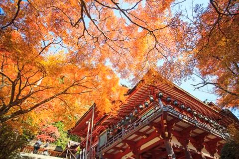 Temple with nice maple tree Stock Photos
