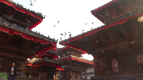 Temple Pigeons Video stock 45948175