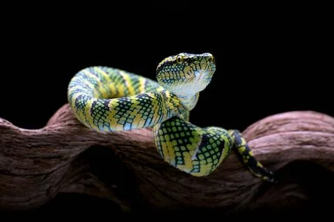 Temple pit viper in a tree branch Temple pit viper in a tree branch Copyri... Stock Photos