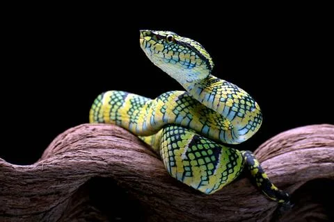 Temple pit viper in a tree branch Temple pit viper in a tree branch Copyri... Foto stock