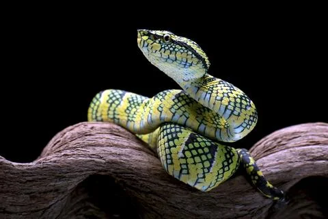 Temple pit viper in a tree branch Foto stock