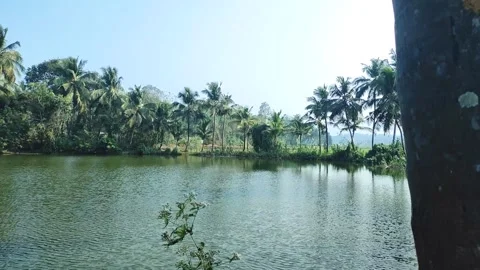 Temple Pond Lined With Coconut Trees, Calm Water And Lush Greenery  Kallur,.. Stock Footage 325767616