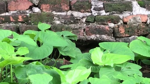 Temple Rats Vídeos de archivo 76504440