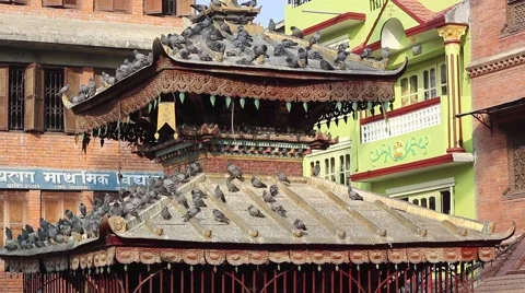 Temple roof with pigeons Video stock 59189224