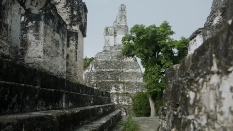 Temple Ruin Tikal and green Trees Stock Footage 270197341