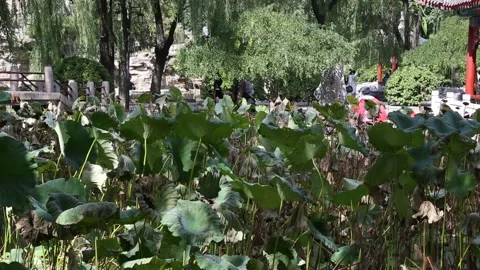 Temple of the Sun/Ritan Park Stock Footage 203083604