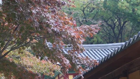 Temple surrounded by trees and forests Видео 303397663