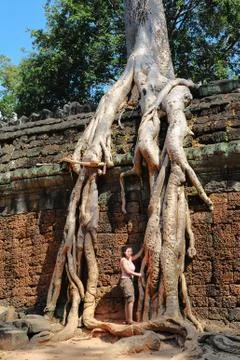 Temple wall with a giant banyan tree Stock Photos