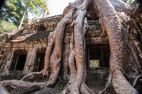 A temple wrapped in tree roots. Stock Photos