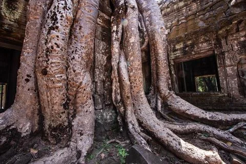 A temple wrapped in tree roots. Stock Photos