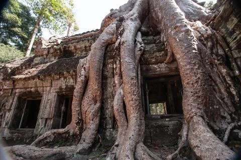 A temple wrapped in tree roots. Stock Photos