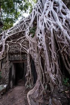 A temple wrapped in tree roots. Stock Photos
