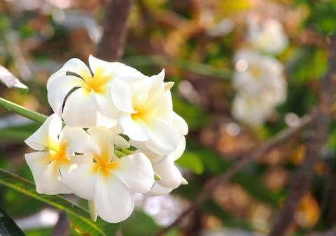 Templetree flower Stock Photos