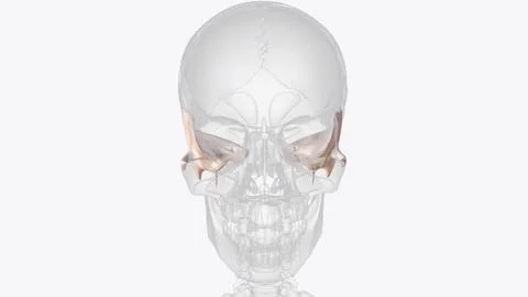 The temporal bone contributes to the lower lateral walls of the skull Stockillustratie