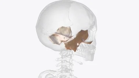 The temporal bone contributes to the lower lateral walls of the skull 스톡 일러스트