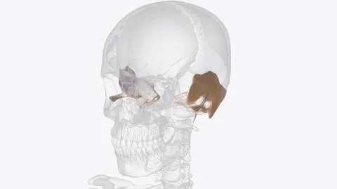 The temporal bone contributes to the lower lateral walls of the skull Stockillustratie