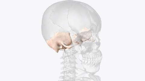 The temporal bone contributes to the lower lateral walls of the skull Stockillustratie